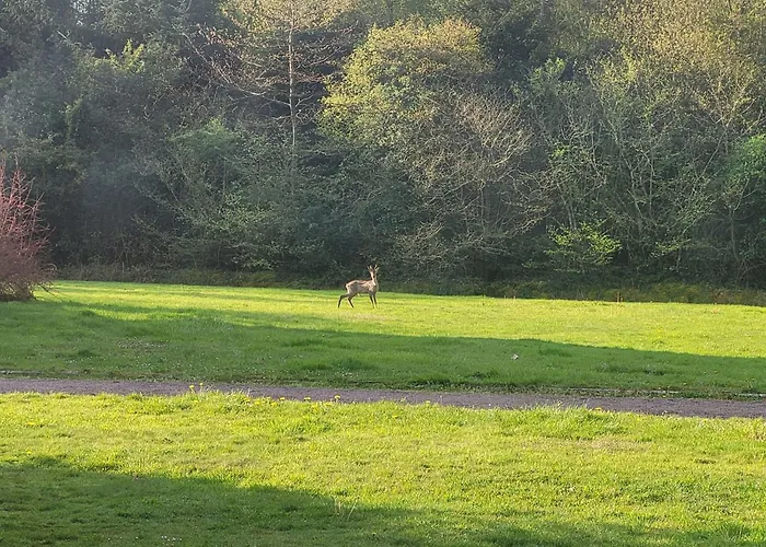 Renoviertes In Der Naehe Von Cabourg-deauville-lisieux By Interhome Holiday home Leaupartie